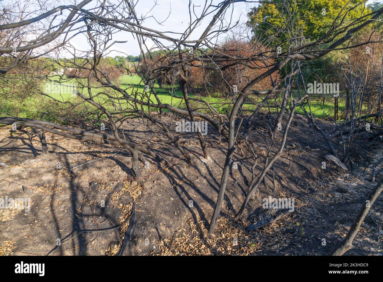 nature grows after fire Stock Photo Alamy