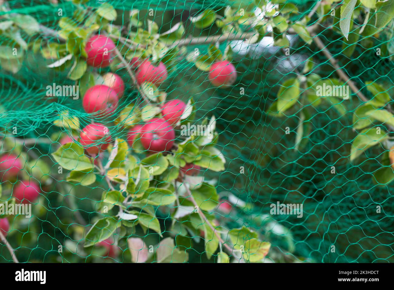 Vogelschutznetz, Baumnetz, Schutznetz, Fraßschutznetz, Baumschutznetz, Obstschutznetz, Vogelnetz, Netz über reifen Äpfeln soll Vögel und Eichhörnchen Stock Photo