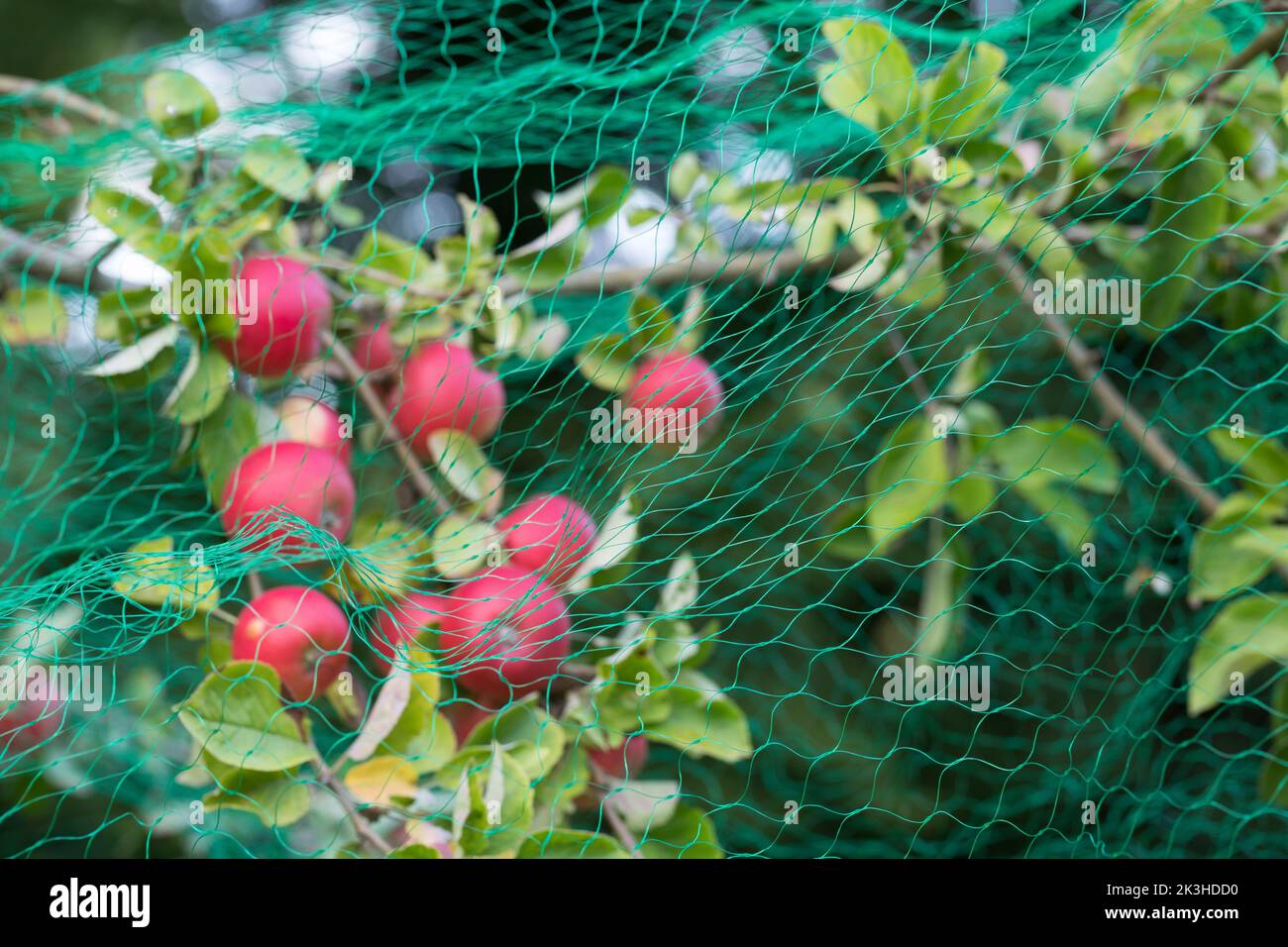 Vogelschutznetz, Baumnetz, Schutznetz, Fraßschutznetz, Baumschutznetz, Obstschutznetz, Vogelnetz, Netz über reifen Äpfeln soll Vögel und Eichhörnchen Stock Photo