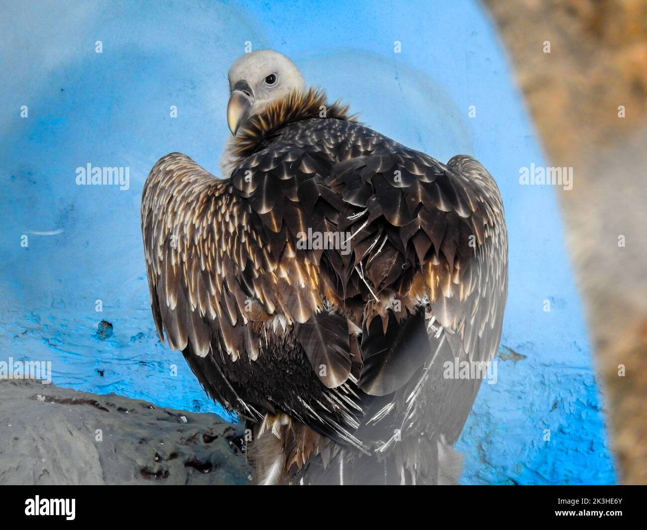 The Himalayan vulture (Gyps himalayensis) or Himalayan griffon vulture at the Dehradun city zoo. Uttarakhand India. Stock Photo