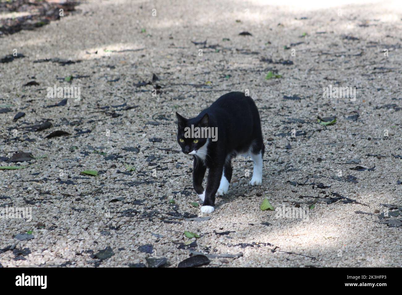 a black and white cat isolated on a gravel background Stock Photo - Alamy
