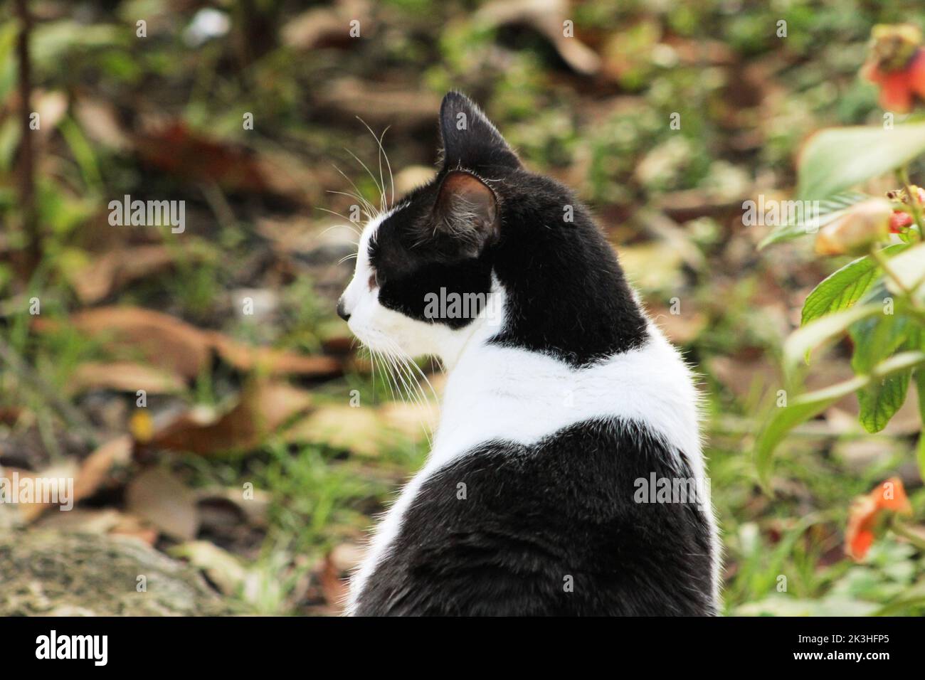 a black and white cat isolated on a natural woodland background Stock ...