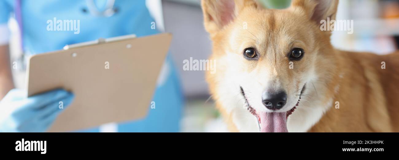 Veterinarian conducts medical examination of dog in veterinary clinic