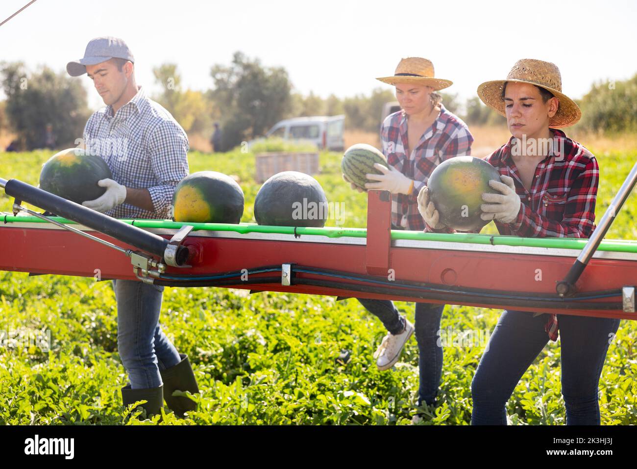 Team of professional farmers working on modern harvesting platform on field, picking watermelons Stock Photo