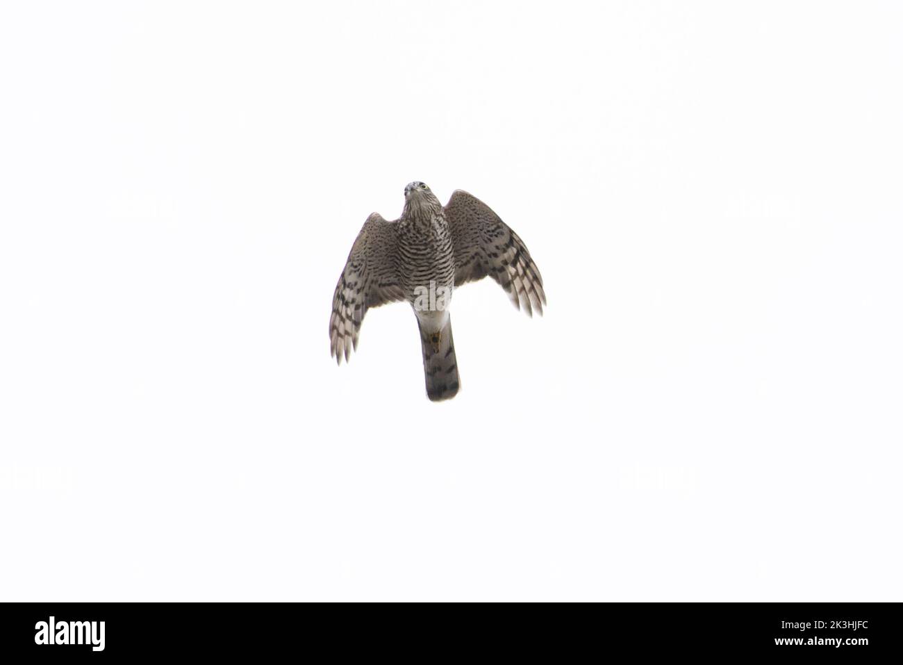 Sparrowhawk (Accipiter nisus) flying Norfolk GB UK July 2022 Stock Photo