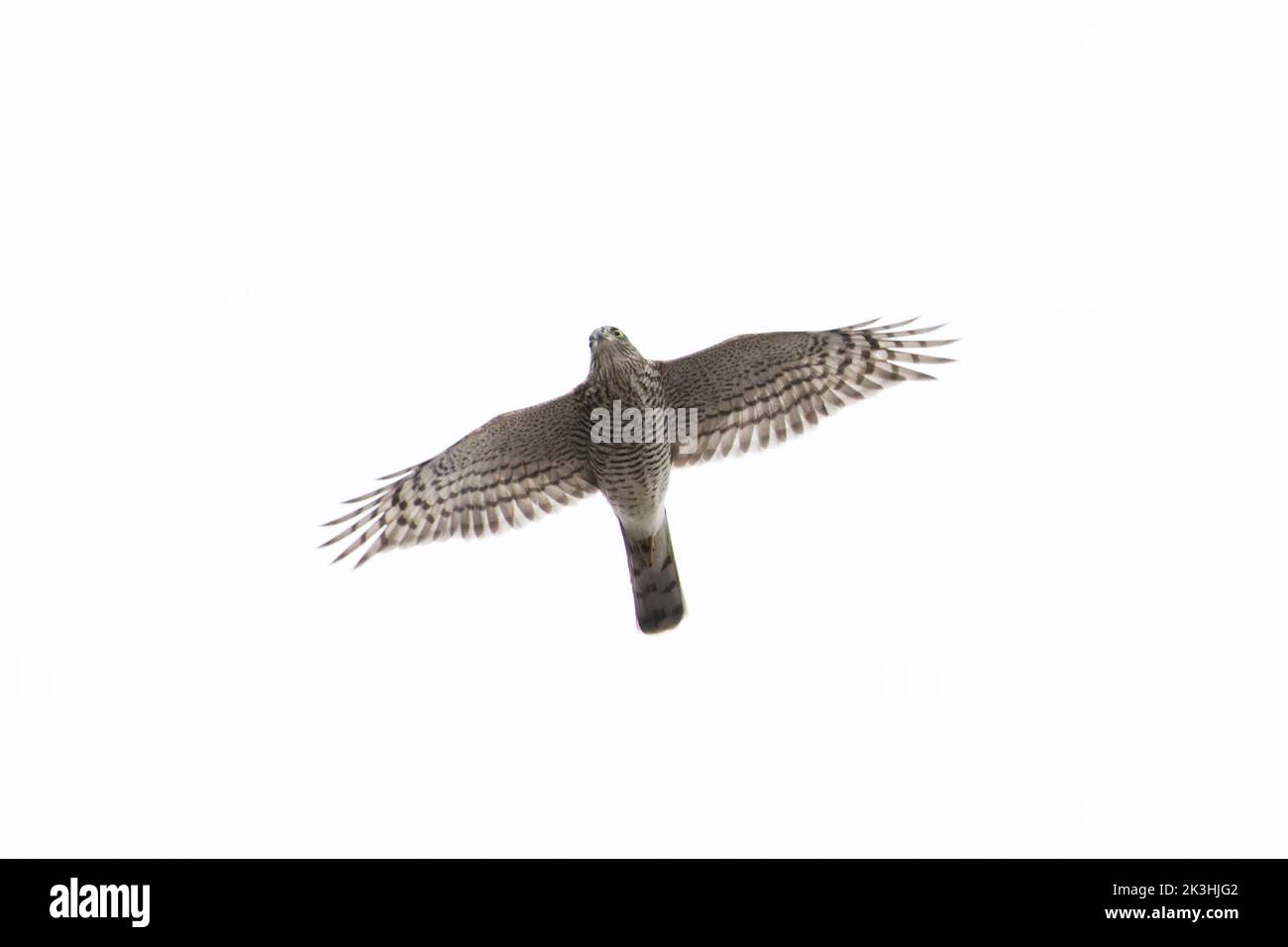 Sparrowhawk (Accipiter nisus) male flying Norfolk GB UK July 2022 Stock Photo