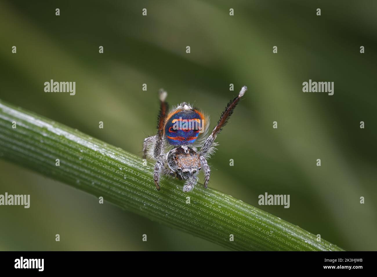 Male Peacock spider, Maratus speciosus, displaying for a female Stock Photo