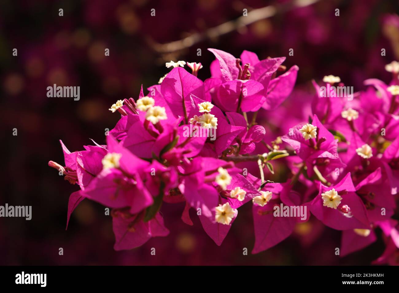 Carolina Pink Bouganvillea