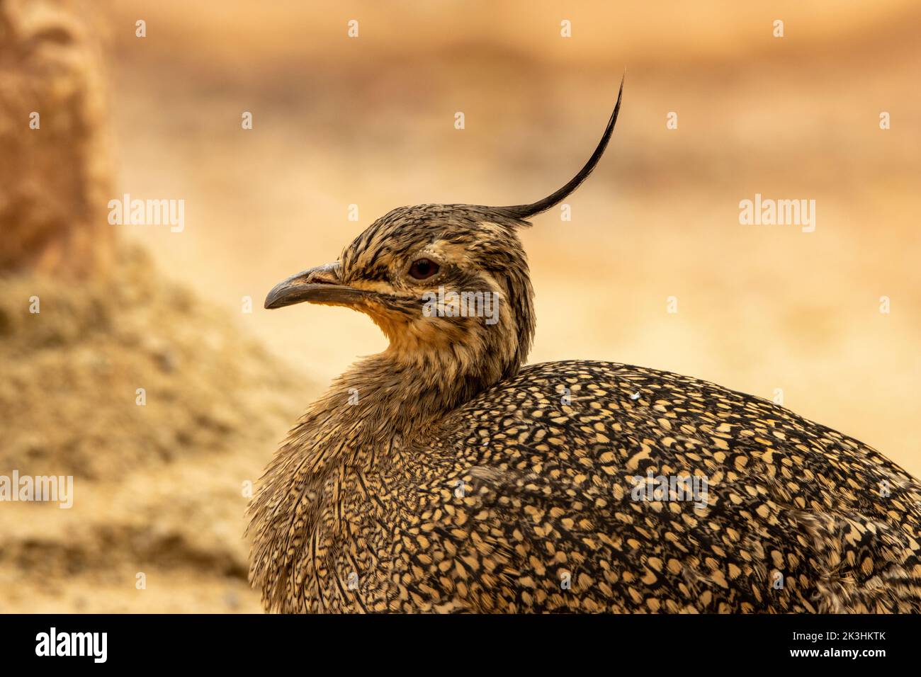 head of an elegant crested tinamou (Eudromia elegans) isolated on a natural desert background Stock Photo