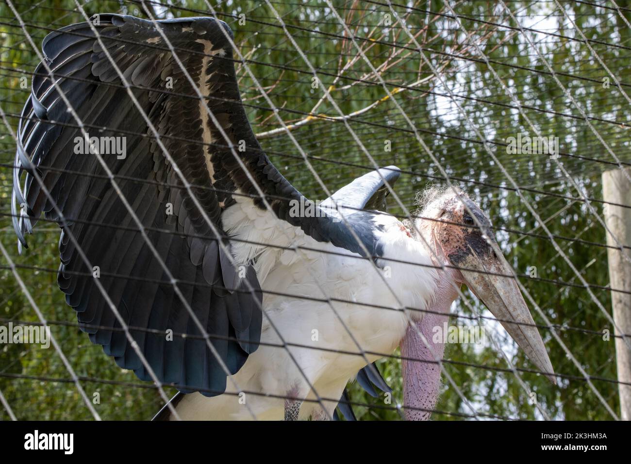marabou stork (Leptoptilos crumenifer) with wings wide behing a net cage Stock Photo