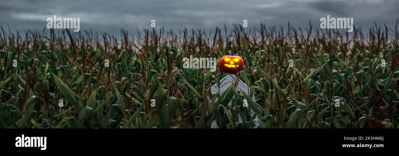 panorama of a halloween pumpkin scarecrow in a wide cornfield at sunset Stock Photo Alamy