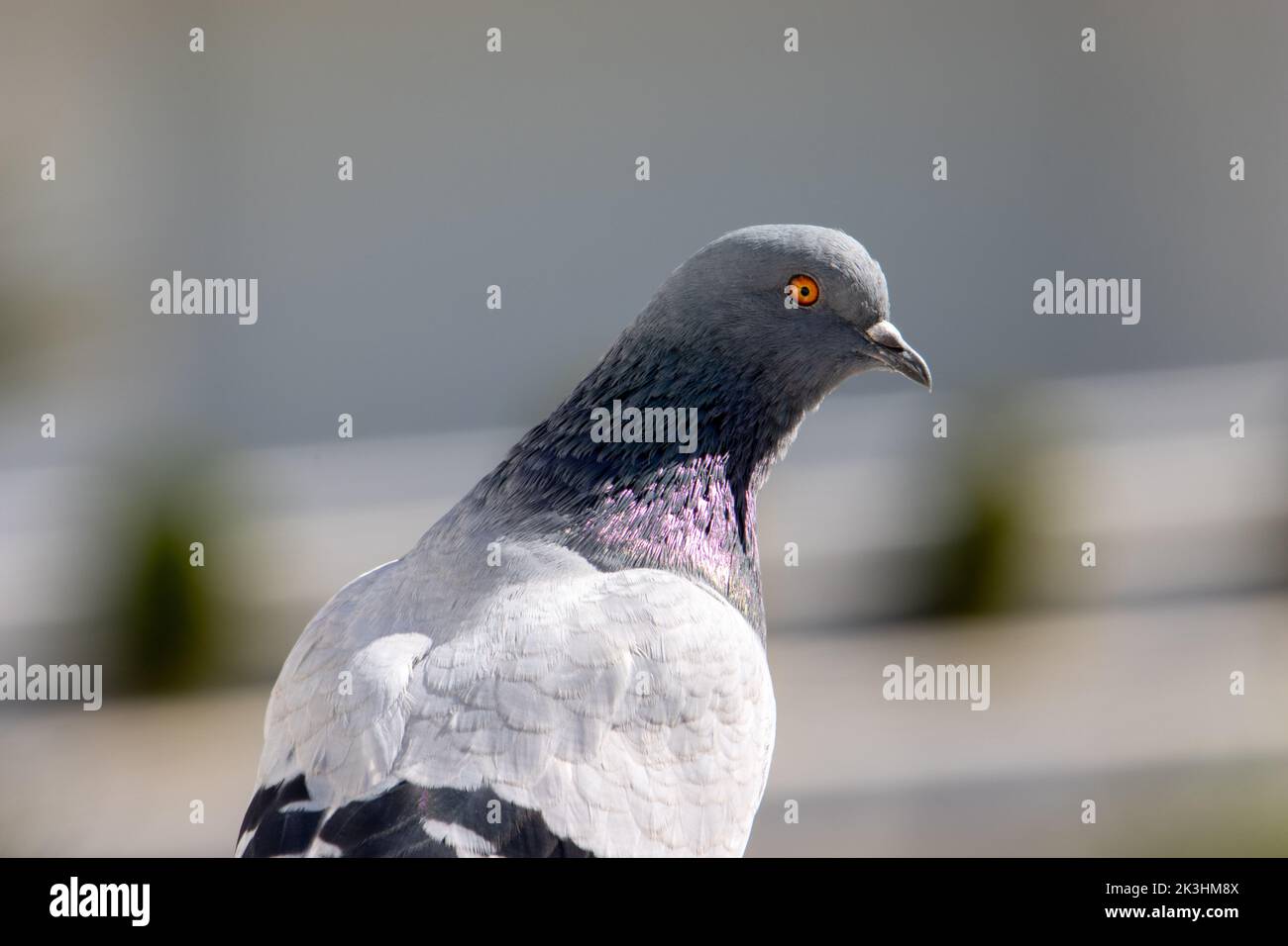 portrait of a Feral pigeon (Columba livia domestica) isolated on a natural background Stock Photo