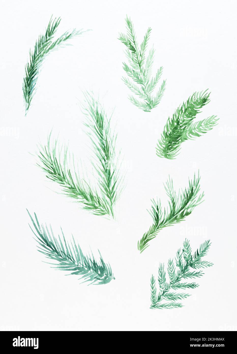 Pine, spruce, fir tree branches, winter nature clipart. A set of Christmas decorations from fir branches painted in watercolor on white paper. Stock Photo