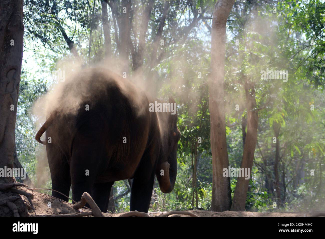 single Indian elephant (Elephas maximus indicus) near Kanchanaburi, Thailand taking a dust bath Stock Photo