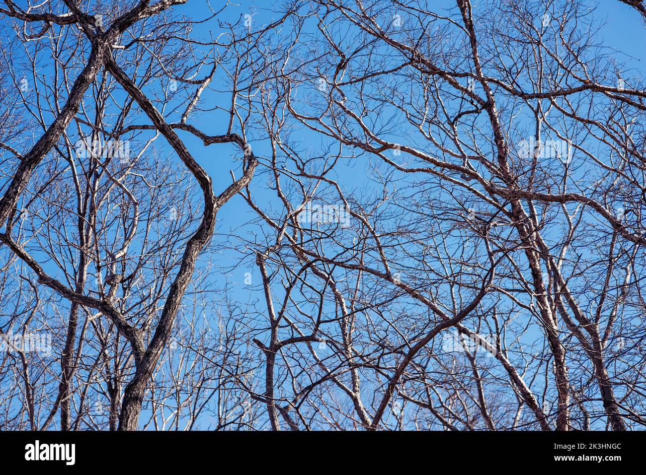 Tree branch silhouette over blue sky background. Stock Photo