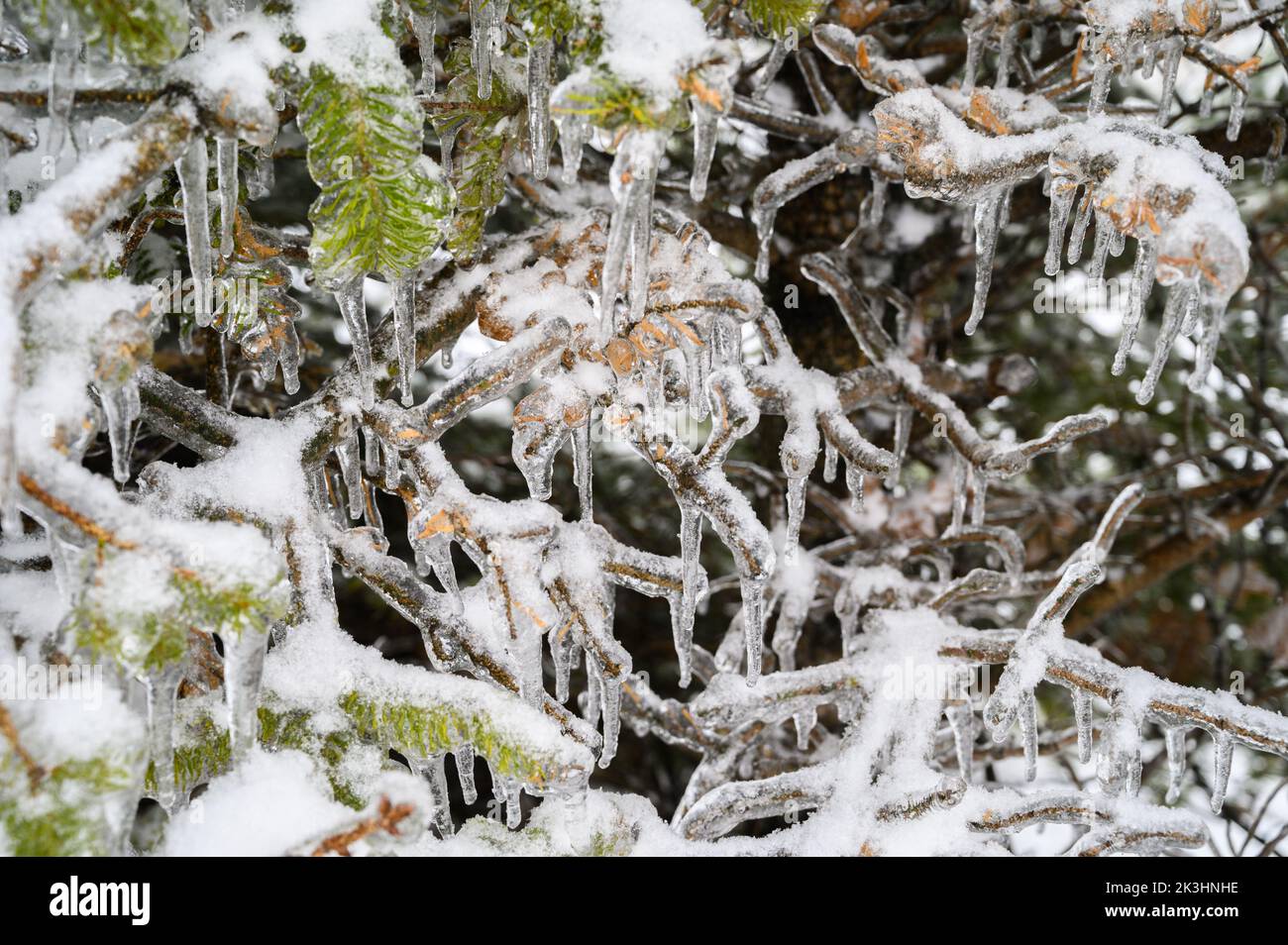 Tree branches are covered with a crust of ice after icy rain. Natural disaster. Stock Photo