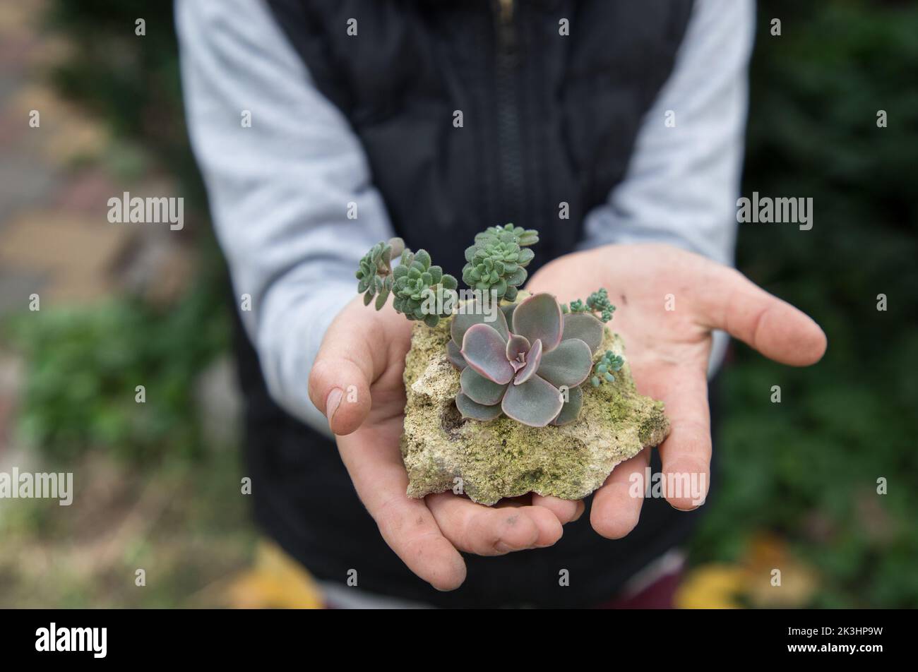 small succulents planted in limestone in the hands of a child. Hobbies for growing indoor plants and care for indoor flowers. a gift from kid with lov Stock Photo
