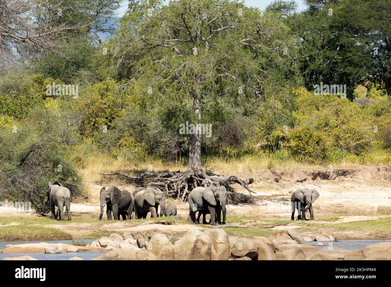 Elephants emerge from the drying bush to drink, wallow and socialise at the Great Ruaha River. The bush is drying out and changing to fall colours Stock Photo