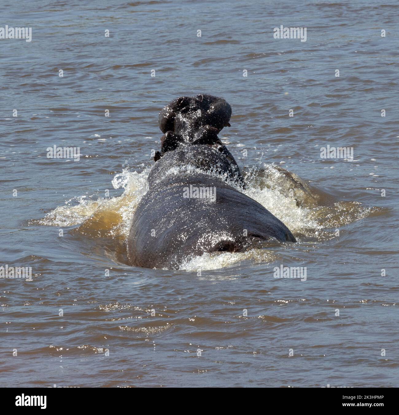 A territorial bull Hippo lunges in the water with mouth agape. Such displays send a clear signal to other males not to encroach on his territory Stock Photo