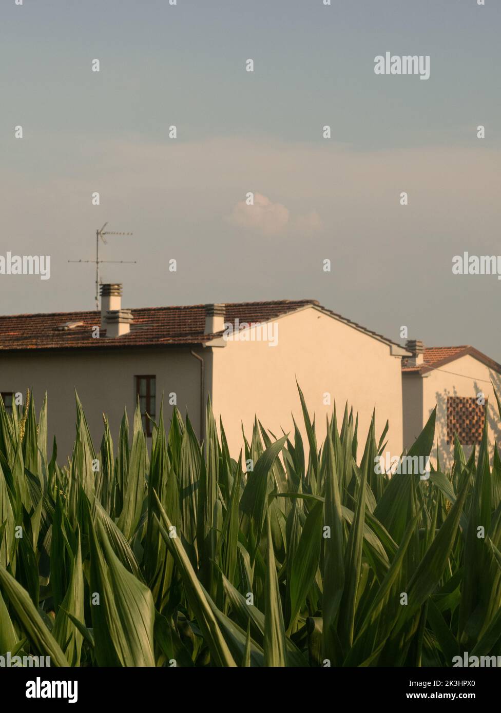 Farm in Tuscany, Evening Stock Photo
