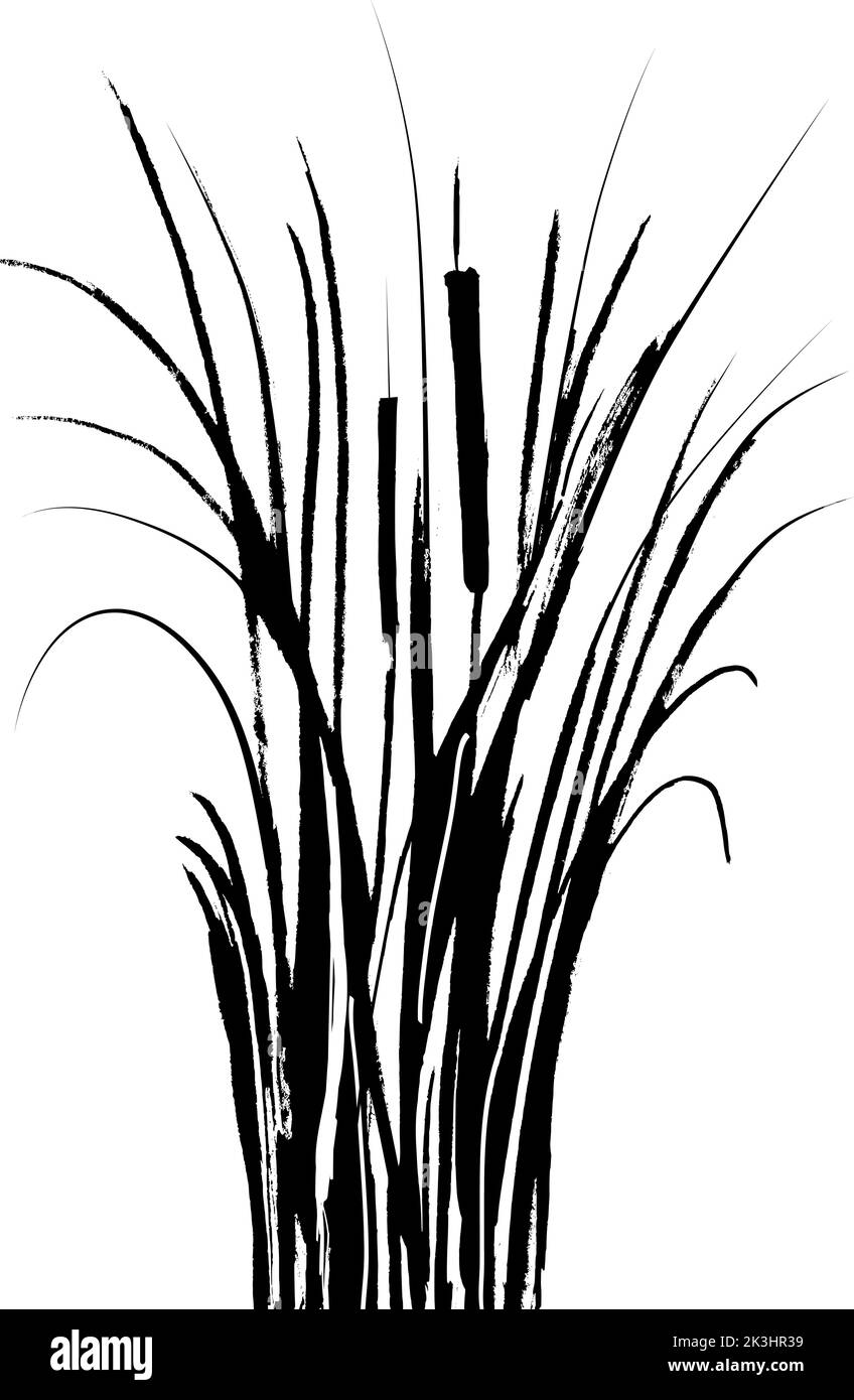 Isolated vector drawing.Image of a monochrome reed or bulrush on a ...