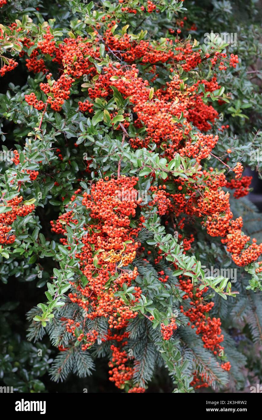 a Firethorn with red Fruits Stock Photo