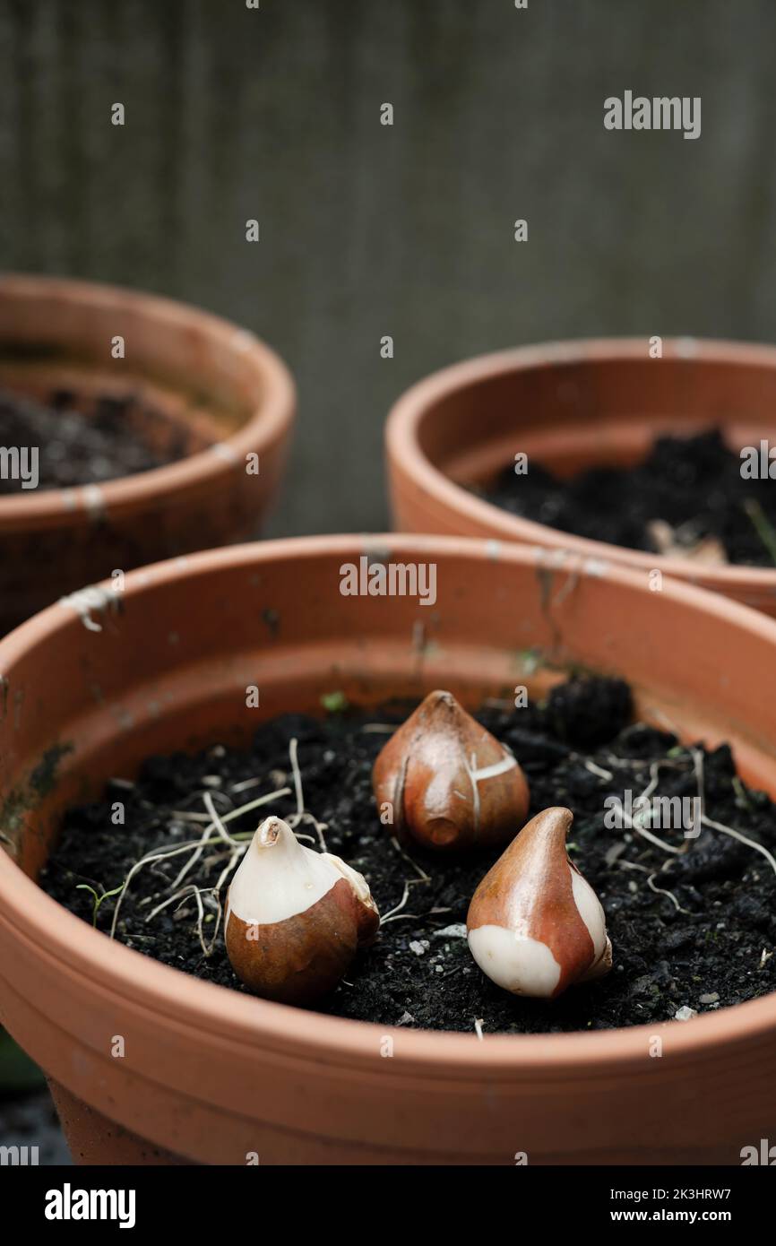 Planting tulip bulbs in the soil in pots outdoors in the garden