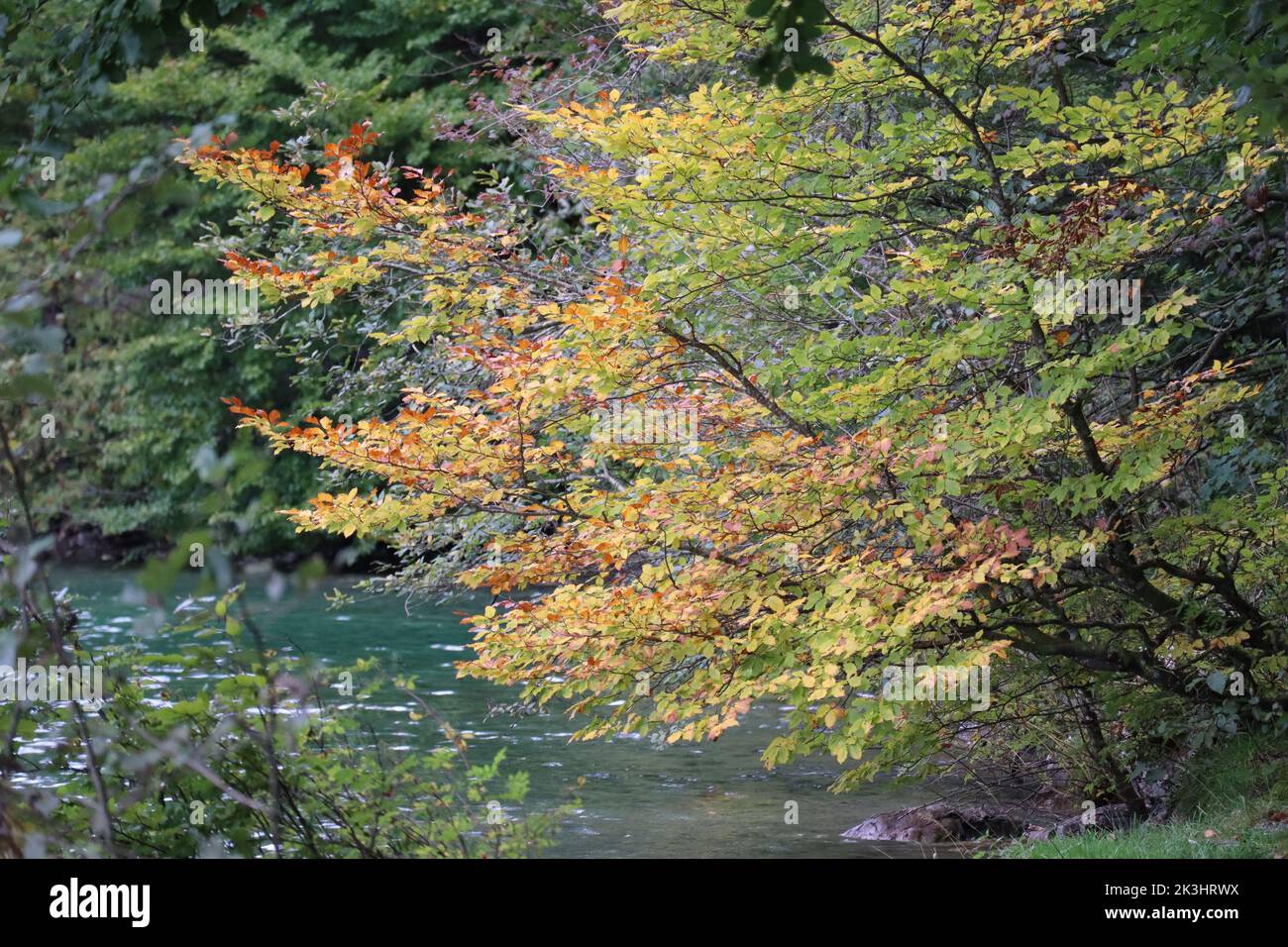 an autumnal Hazelnut bush by the Lake Stock Photo