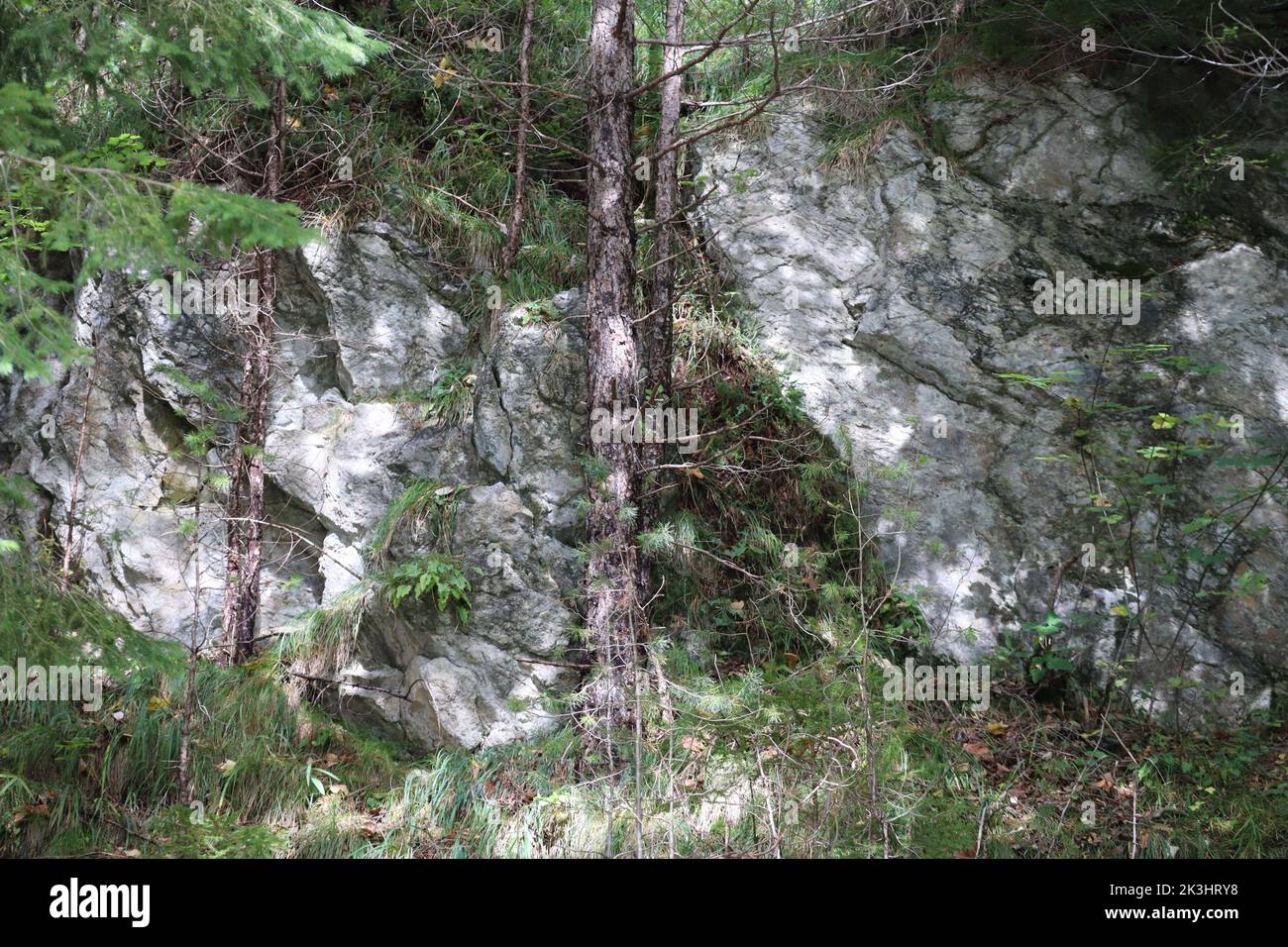 huge Rock face hidden in the Undergrowth Stock Photo