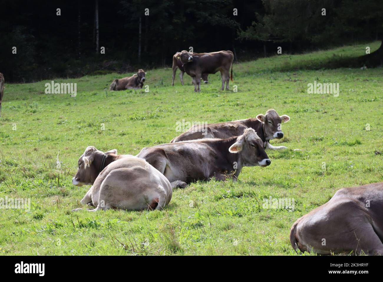 Cows sunbathe in a Meadow Stock Photo