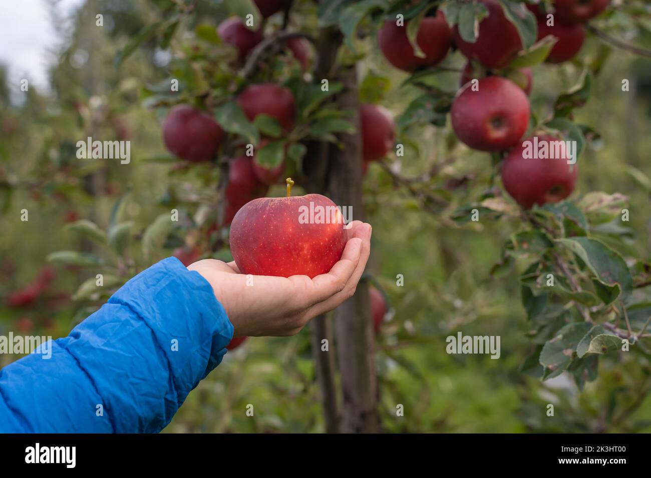 Woman's hand with an apple in front of the tree, healthy food concept Stock Photo