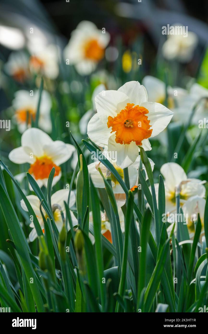 Narcissus 'Royal Orange', daffodil 'Royal Orange'. White petals, orange cup, large-cupped daffodil Stock Photo