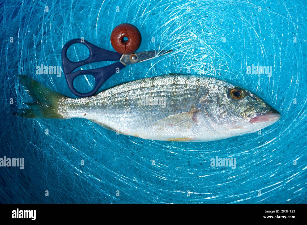 Mormora, Lithognathus mormyrus, fam Sparidi, frash fish, fish catch, Sardinia, Italy Stock Photo
