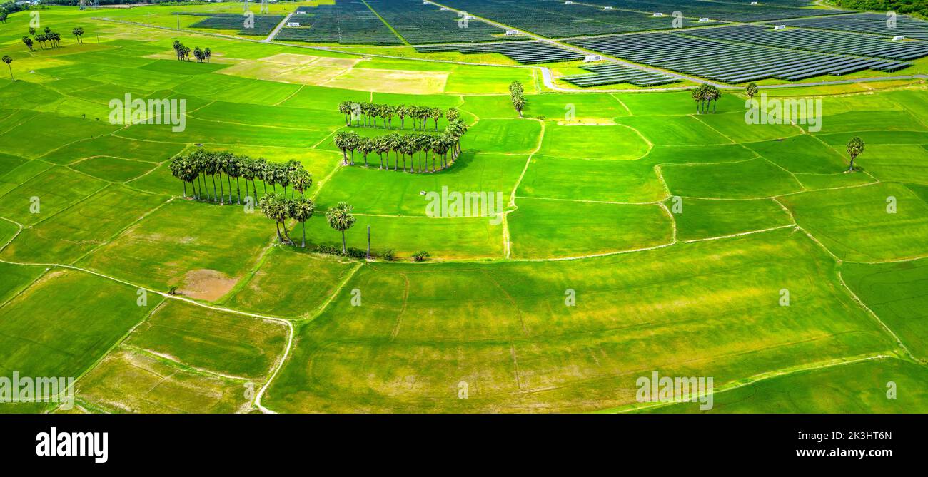 Rice fields interspersed with solar power fields in the morning, a combination of agriculture and energy industry in the border region of Vietnam Stock Photo
