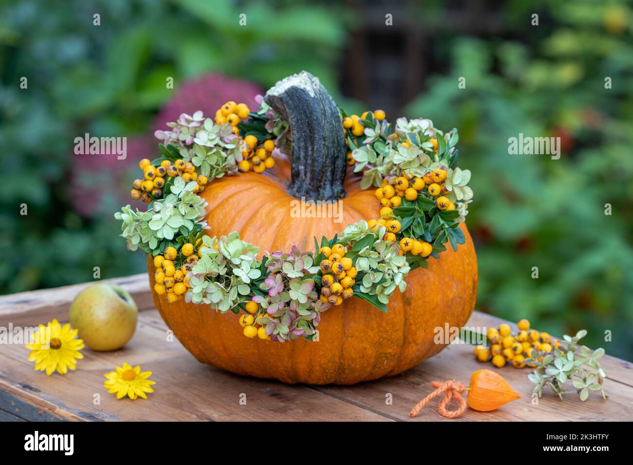 autumn arrangement with pumpkin and wreath of firethorn berries, hydrangea flowers and box tree branches Stock Photo