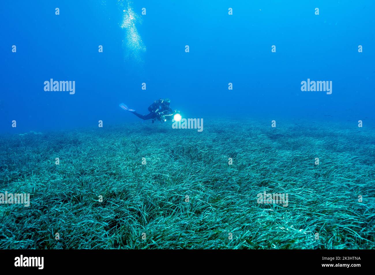 Neptuneseagrass beds, Posidonia oceanica, Gokova Bay Marine Protected Area Turkey Stock Photo