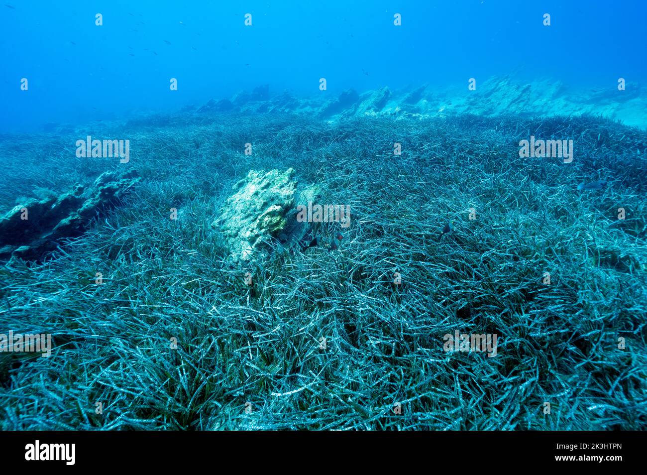 Neptuneseagrass beds, Posidonia oceanica, Gokova Bay Marine Protected Area Turkey Stock Photo