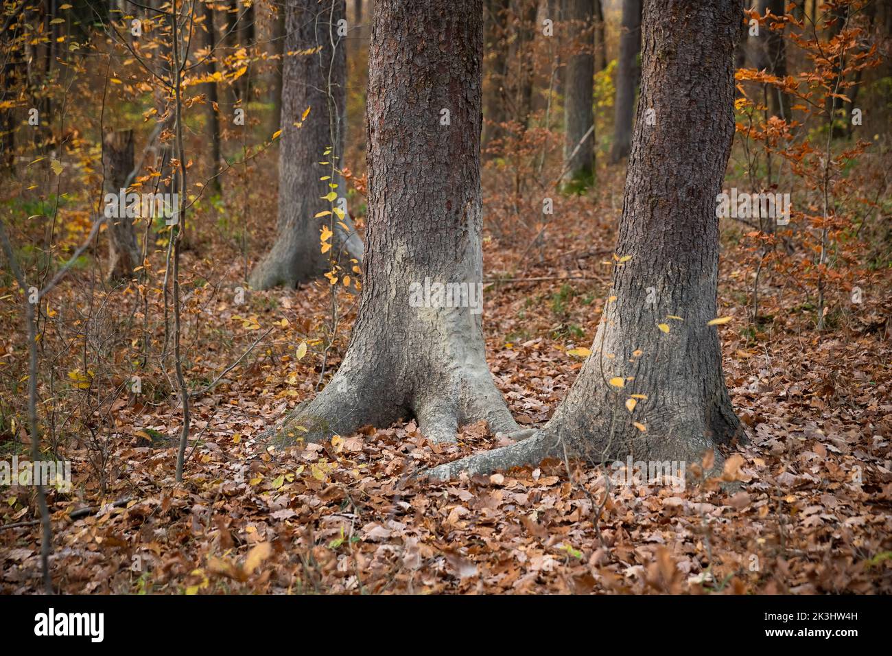 Mud on trees after wild boars were scathing their fur there Stock Photo ...