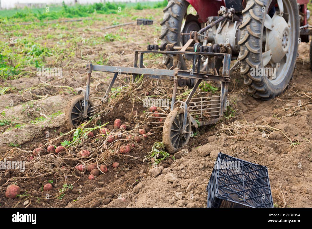 Potato digger machine working on field, lifting potatoes from soil