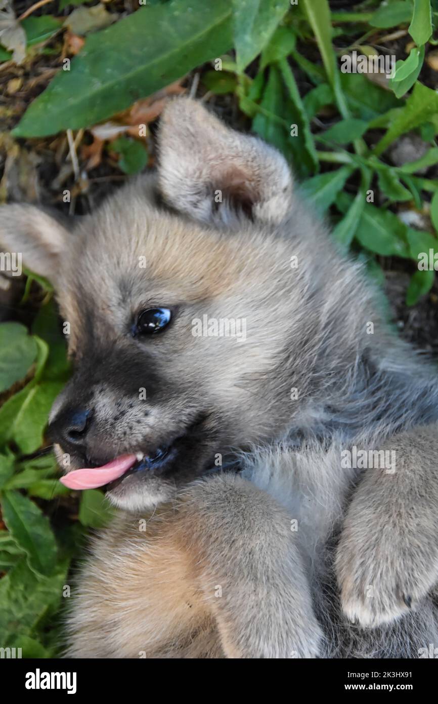 cute little puppy Stock Photo - Alamy