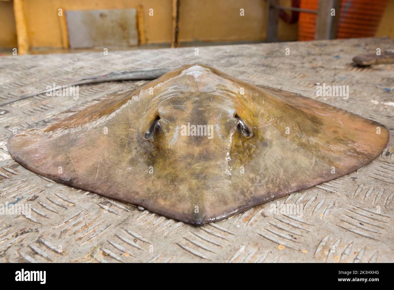 A sting ray, Dasyatis pastinaca, on the deck of a fishing boat before being released. Sting rays possess a venomous, barbed stinger, or harpoon, on th Stock Photo