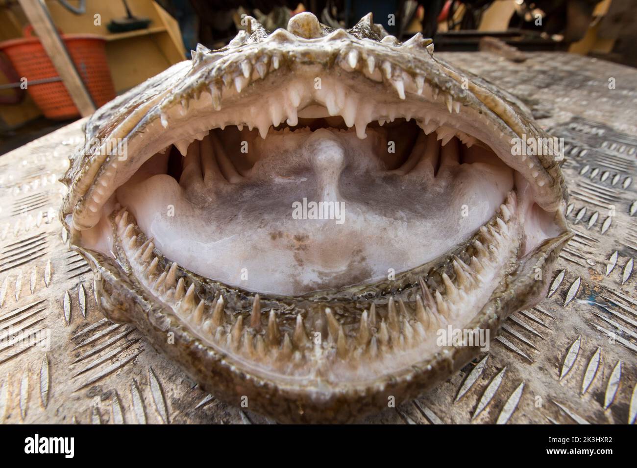 The head and jaws of an angler fish, Lophius piscatorius, on the deck of a fishing boat. The angler fish is sometimes referred to as a monk, or monkfi Stock Photo