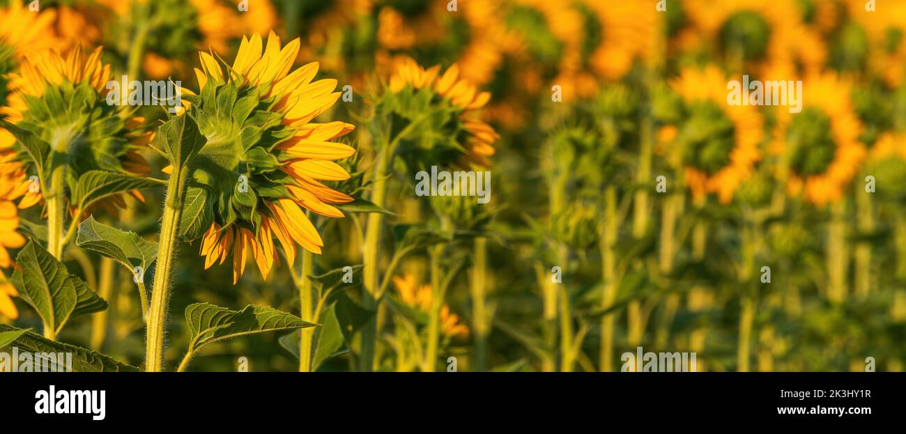 Blooming sunflower crops in cultivated field in summer, selective focus Stock Photo
