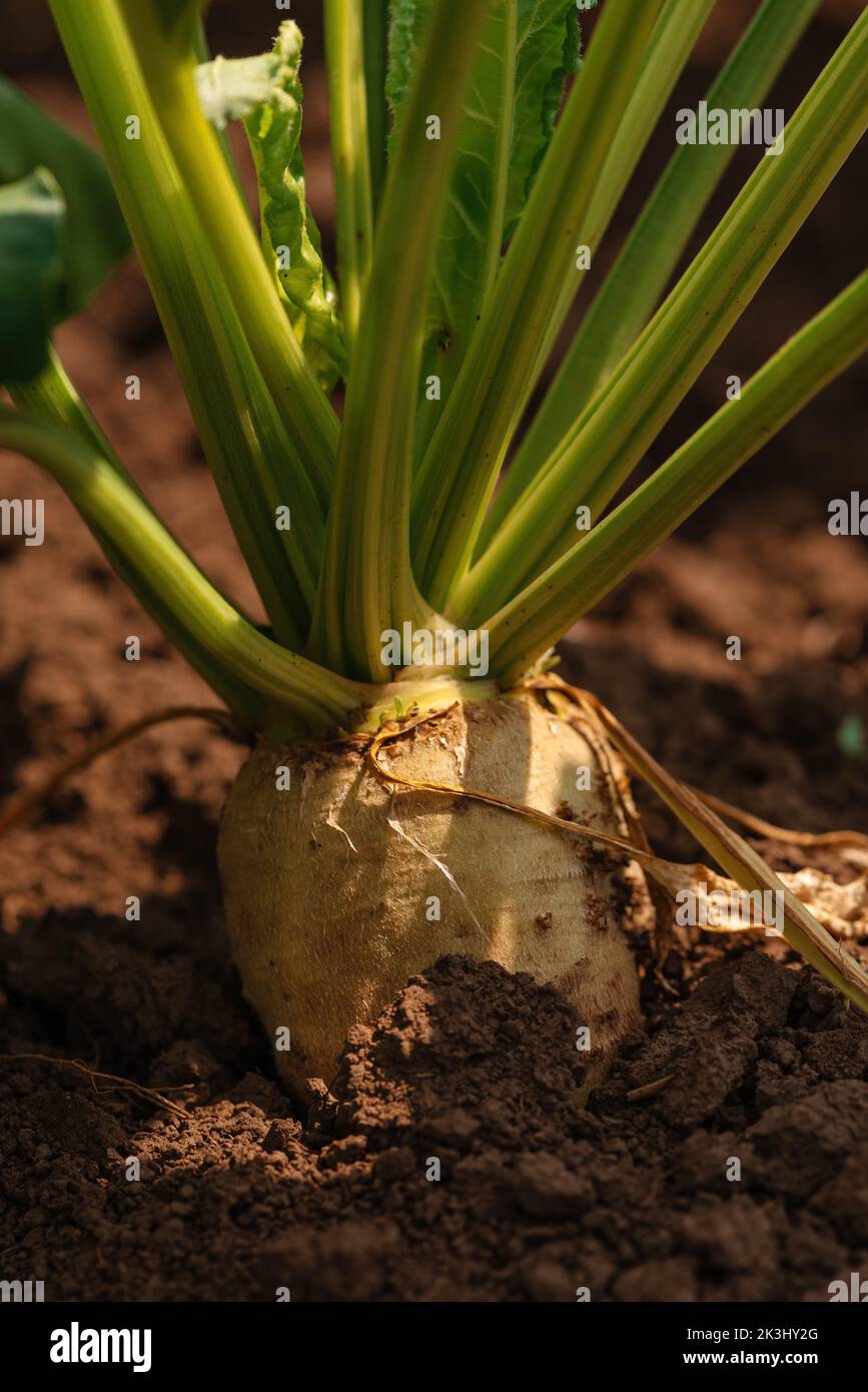 Sugar beet root crop in the ground, low angle view Stock Photo
