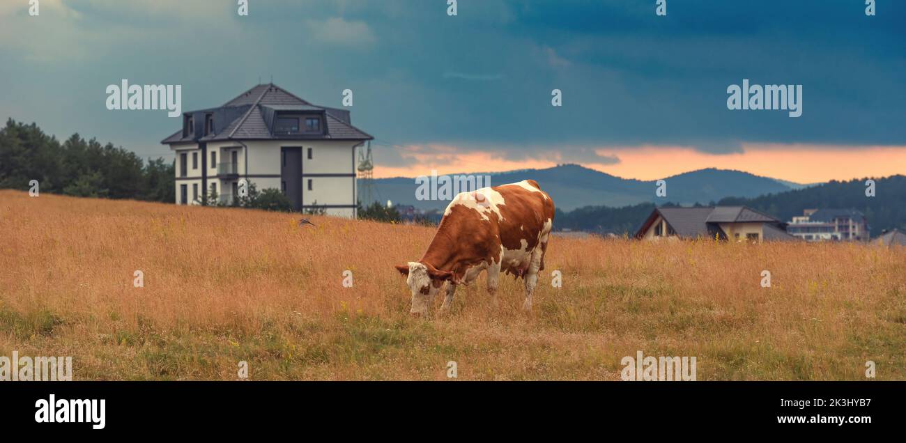 Free range cow grazing on pasture land of Zlatibor mountain hills on overcast summer day, selective focus Stock Photo