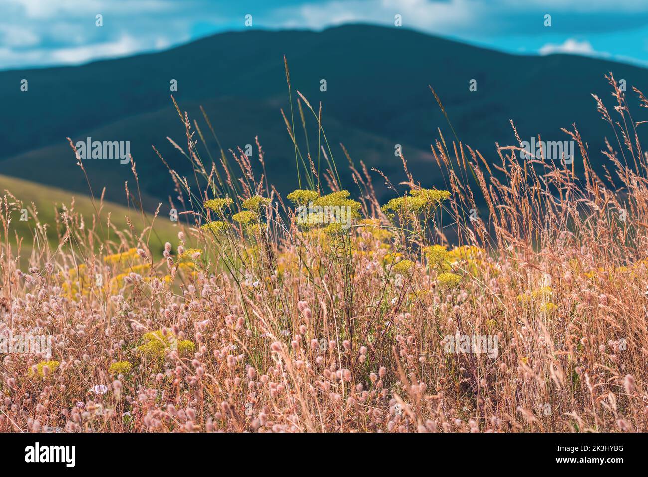 Dry grass and wildflowers in the meadow of Zlatibor mountain in summer, selective focus Stock Photo