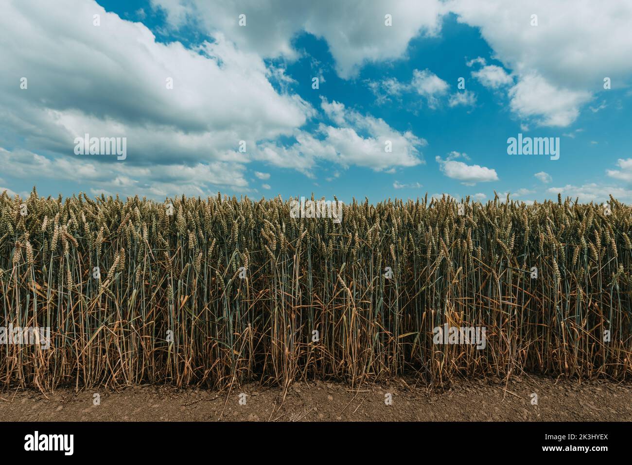 Unripe wheat field with beautiful white clouds in background. Cultivated cereal crop plantation on sunny summer day. Stock Photo