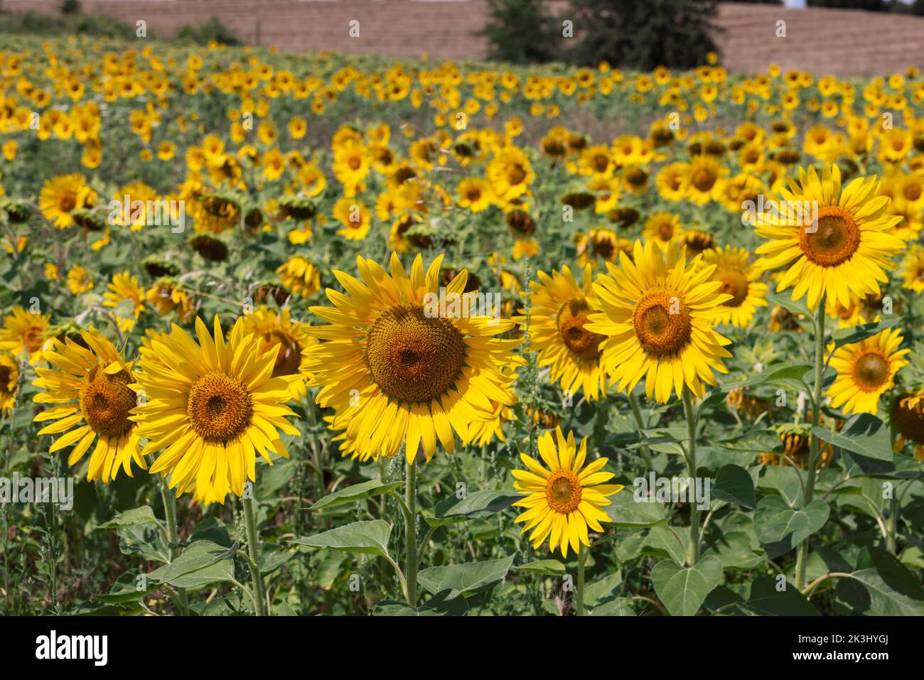 Sunflower (Helianthus annuus) inflorescences that hang their heads down