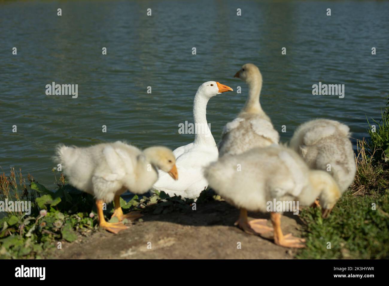 Geese on farm. Goose family in summer. Water birds on shore of pond. Family of birds. Stock Photo