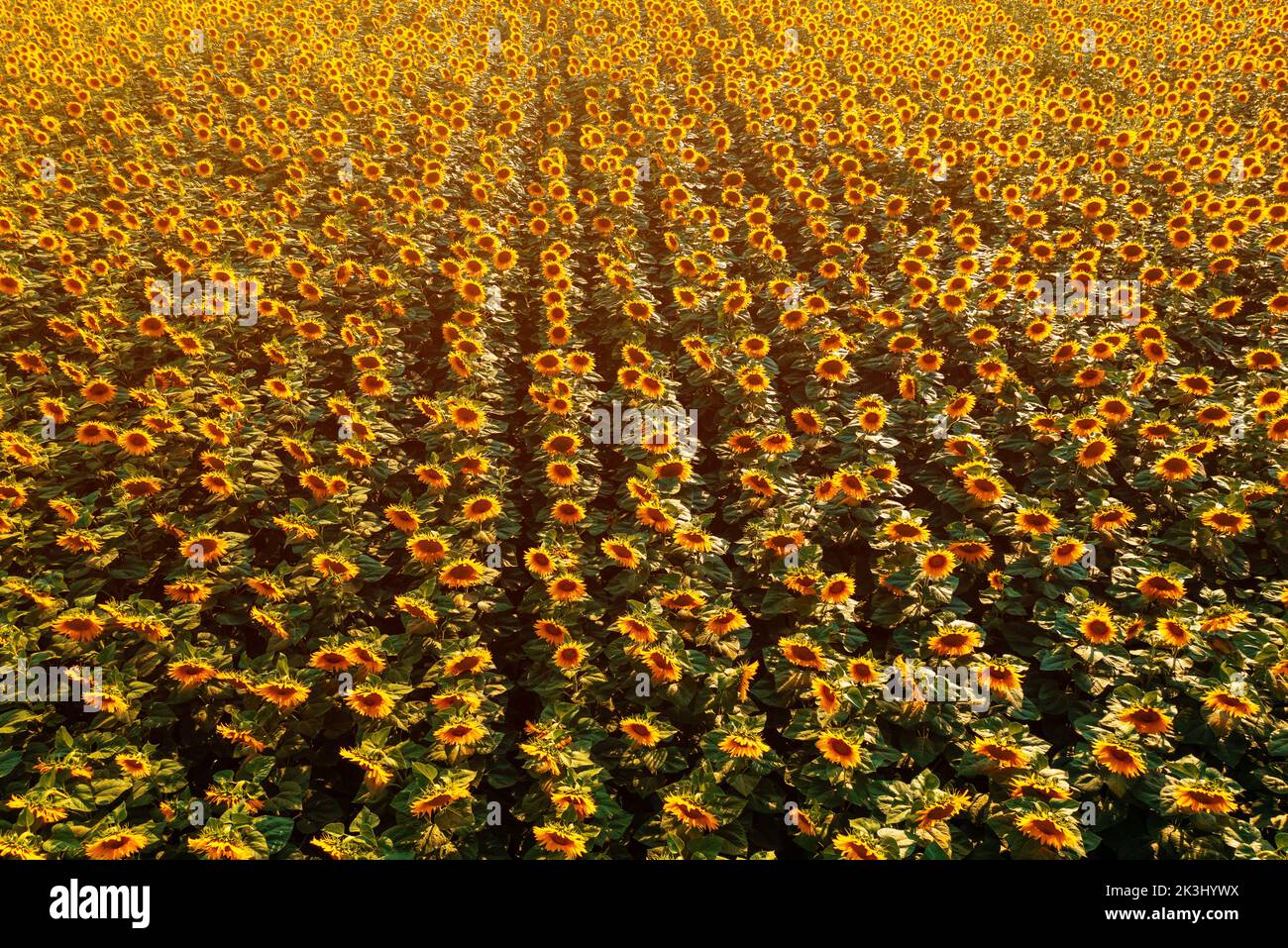 Aerial shot of blooming sunflower field in summer sunset from drone pov, high angle view Stock Photo
